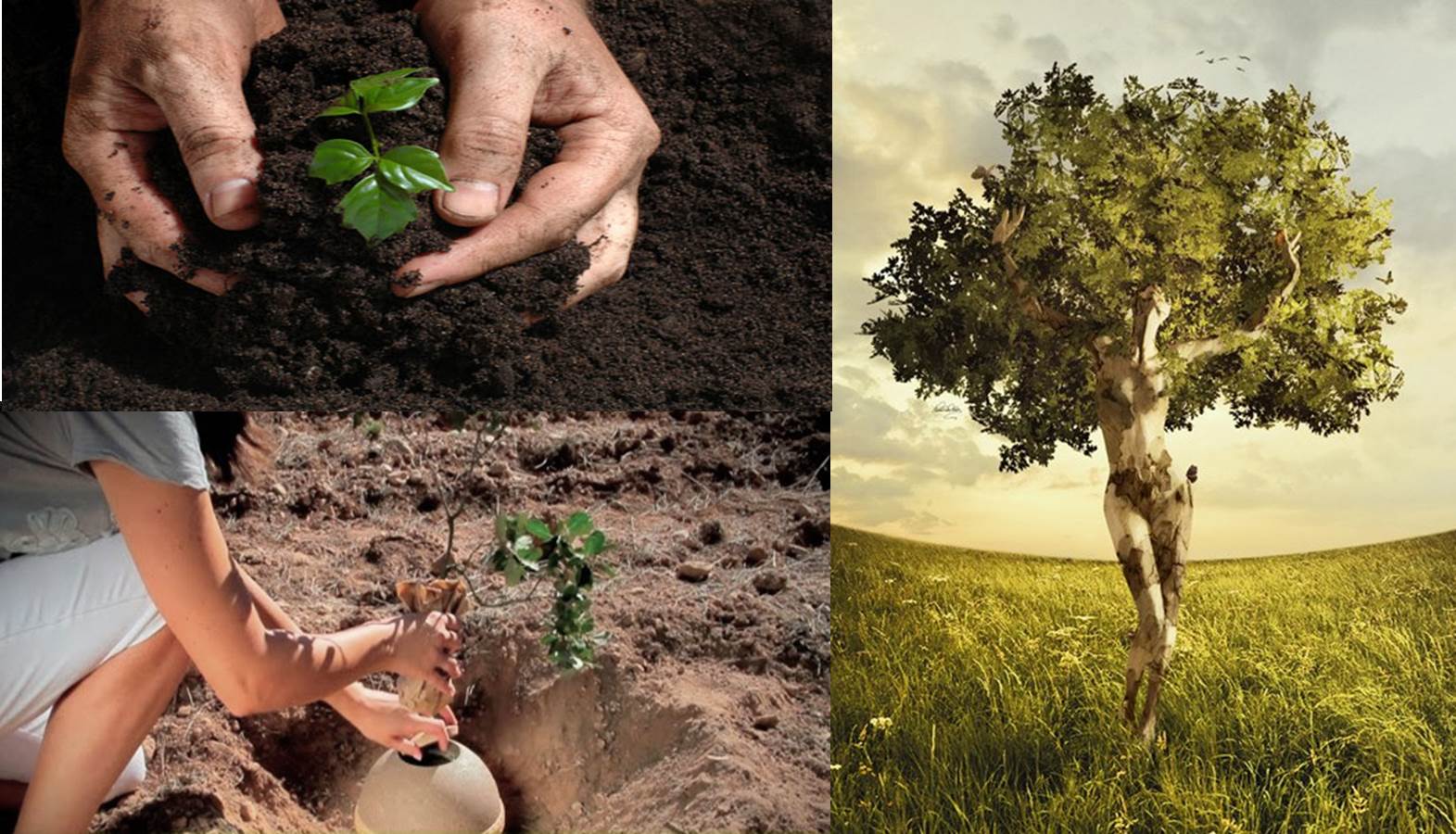 CENIZAS, TANATORIOS, FLORES Y… ¿UN ARBOL? | Todo sobre flores para  funerarios