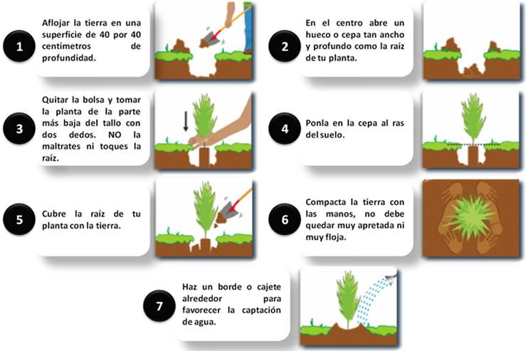plantar-mi-propio-arbol