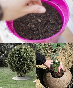 proceso-cenizas-semilla-para-plantar-un-arbol
